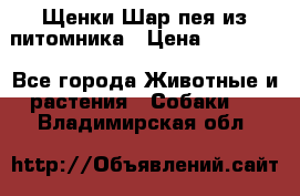 Щенки Шар пея из питомника › Цена ­ 25 000 - Все города Животные и растения » Собаки   . Владимирская обл.